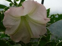 Brugmansia rosea variegata