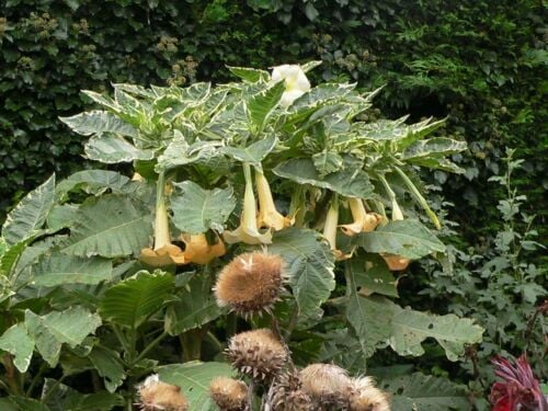 Brugmansia  Maya or Snowbank variegated