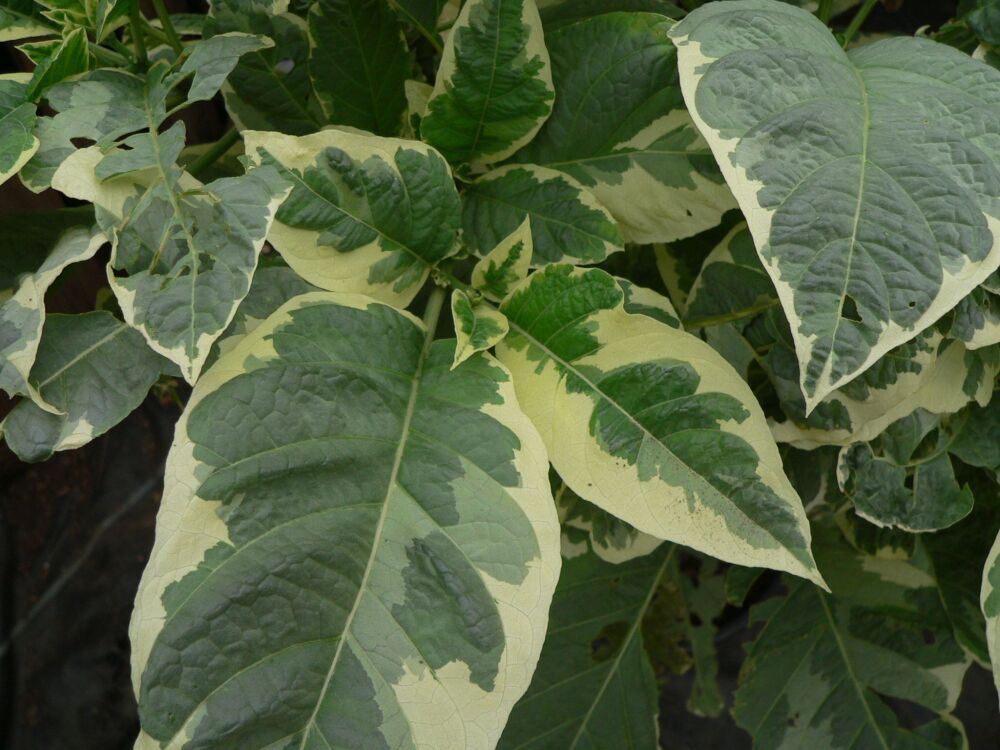 Brugmansia rosea vraiegata foliage