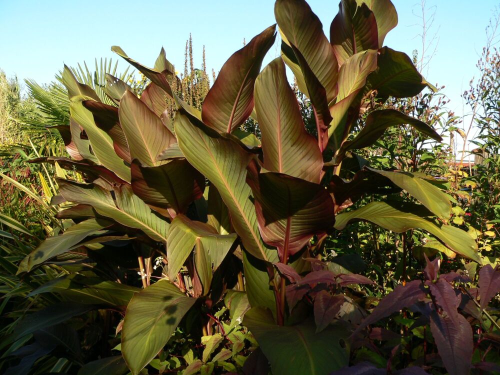 Canna Russian Red foliage