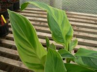 Canna Tornado