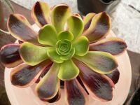 Aeonium Superbang