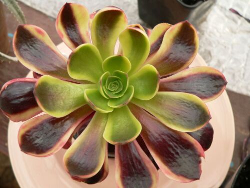 Aeonium Superbang