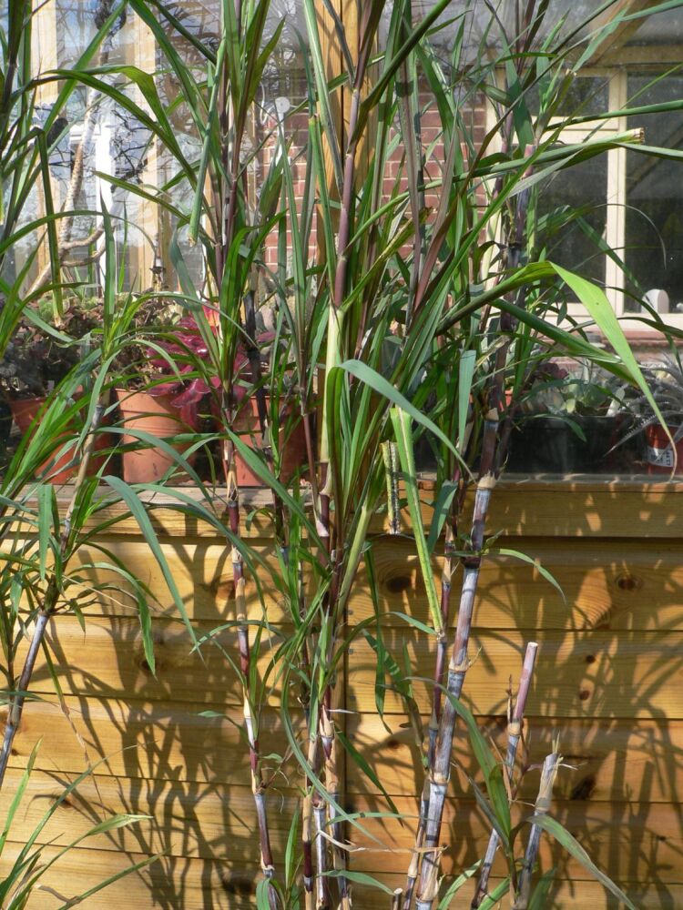 Purple Sugar cane April 13-2025
