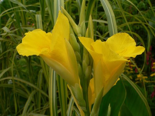 Canna Richard Wallace