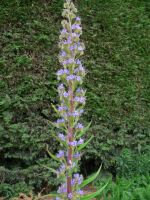 Echium pininnana