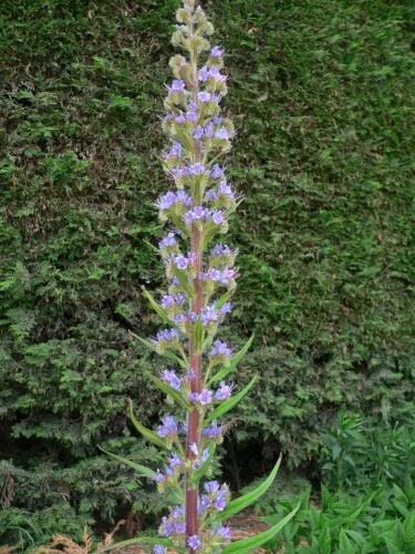 Echium pininnana