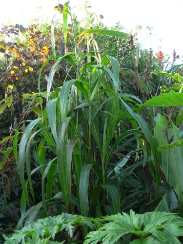 Pennisetum latifolia