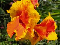 Canna Italia