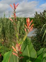 Canna altensteinsii