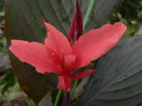 Canna Mystique