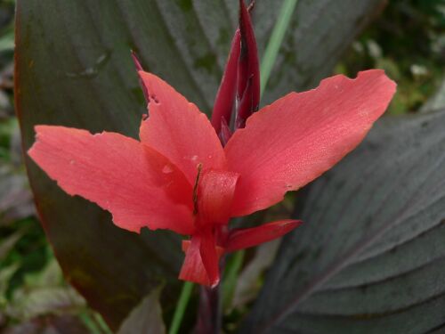 Canna Mystique