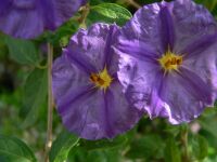 Lycianthes rantonnetii