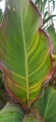 Canna Thai Rainbow