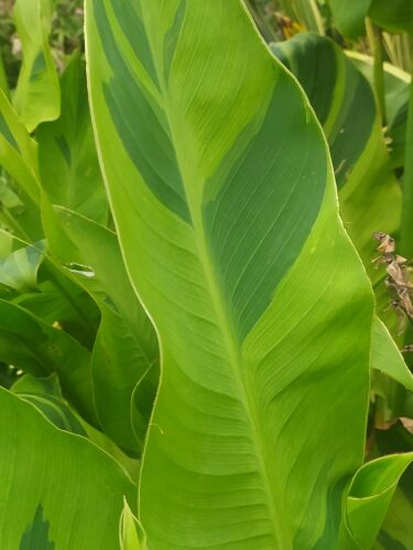 Canna Wolfsong