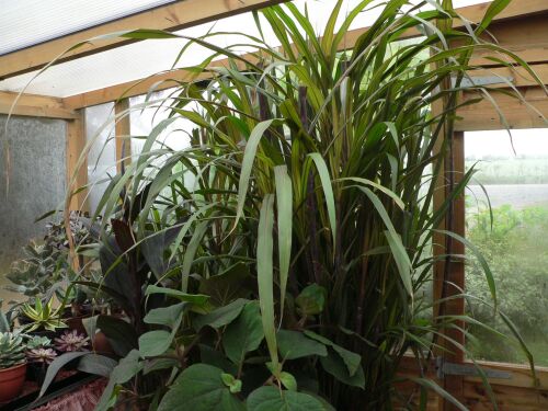 Saccharum officinarum var. violaceum. Purple Sugar Cane