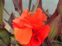 Canna General Eisenhower