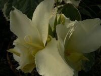 Canna Alaska