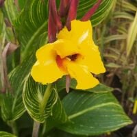 Canna Striped Beauty