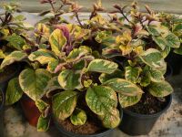 Plectranthus ciliatus Sasha