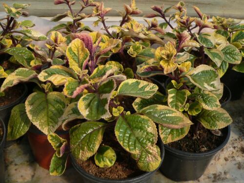 Plectranthus ciliatus Sasha