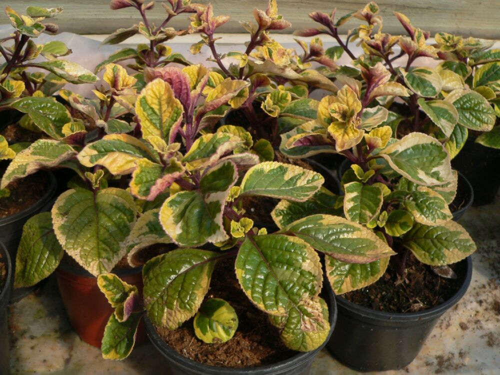 Plectranthus ciliatus Sasha