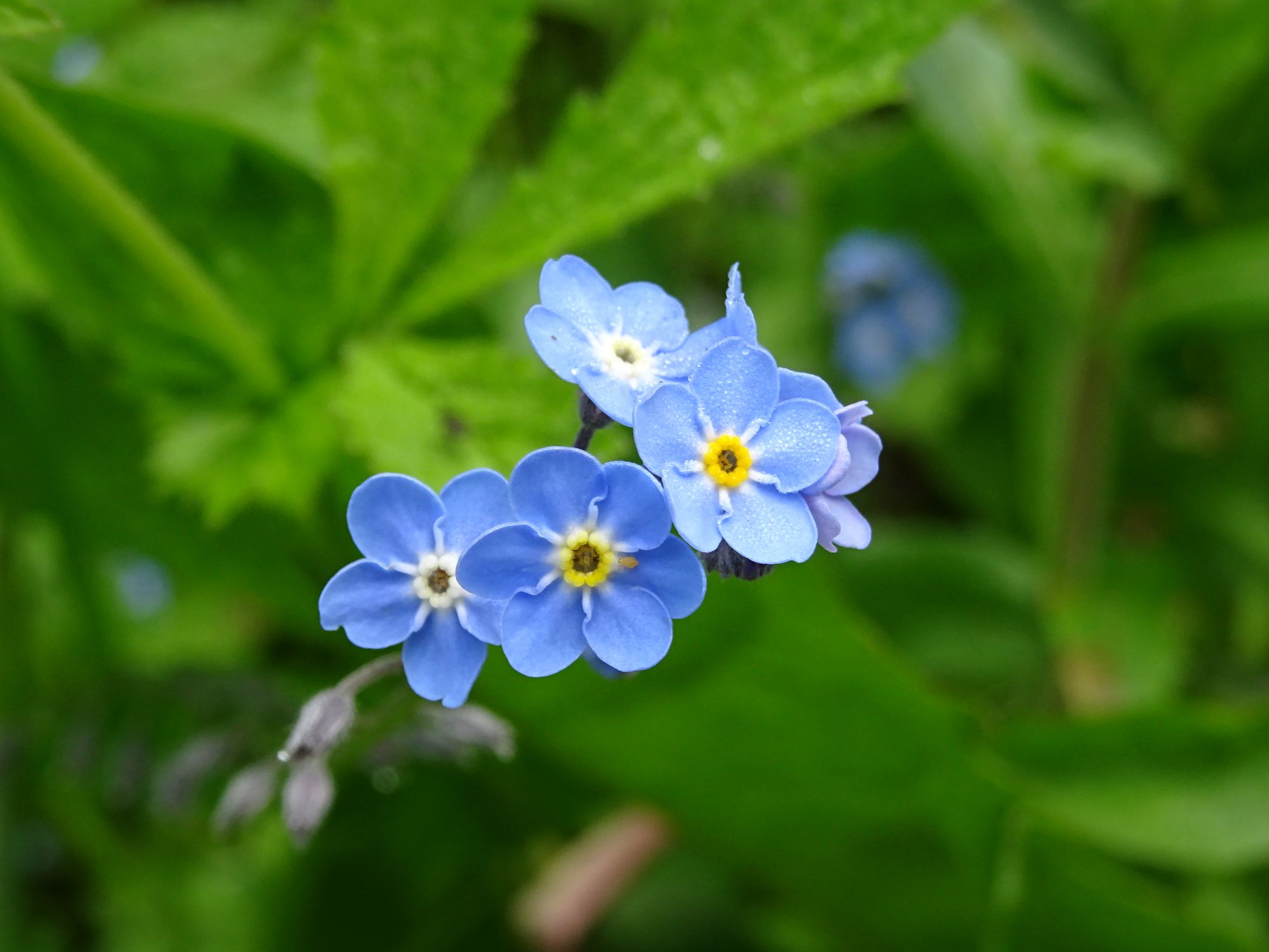 Forget-me-not flowers: small blue flowers with yellow centres against a green leafy background