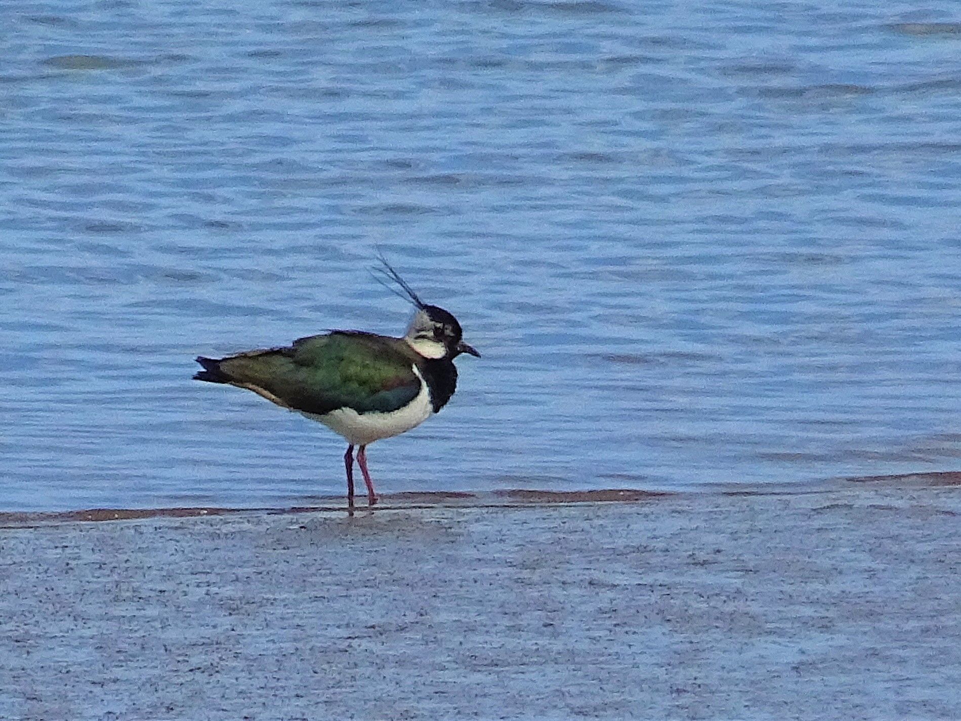 A lapwing walks along the edge of an estuary