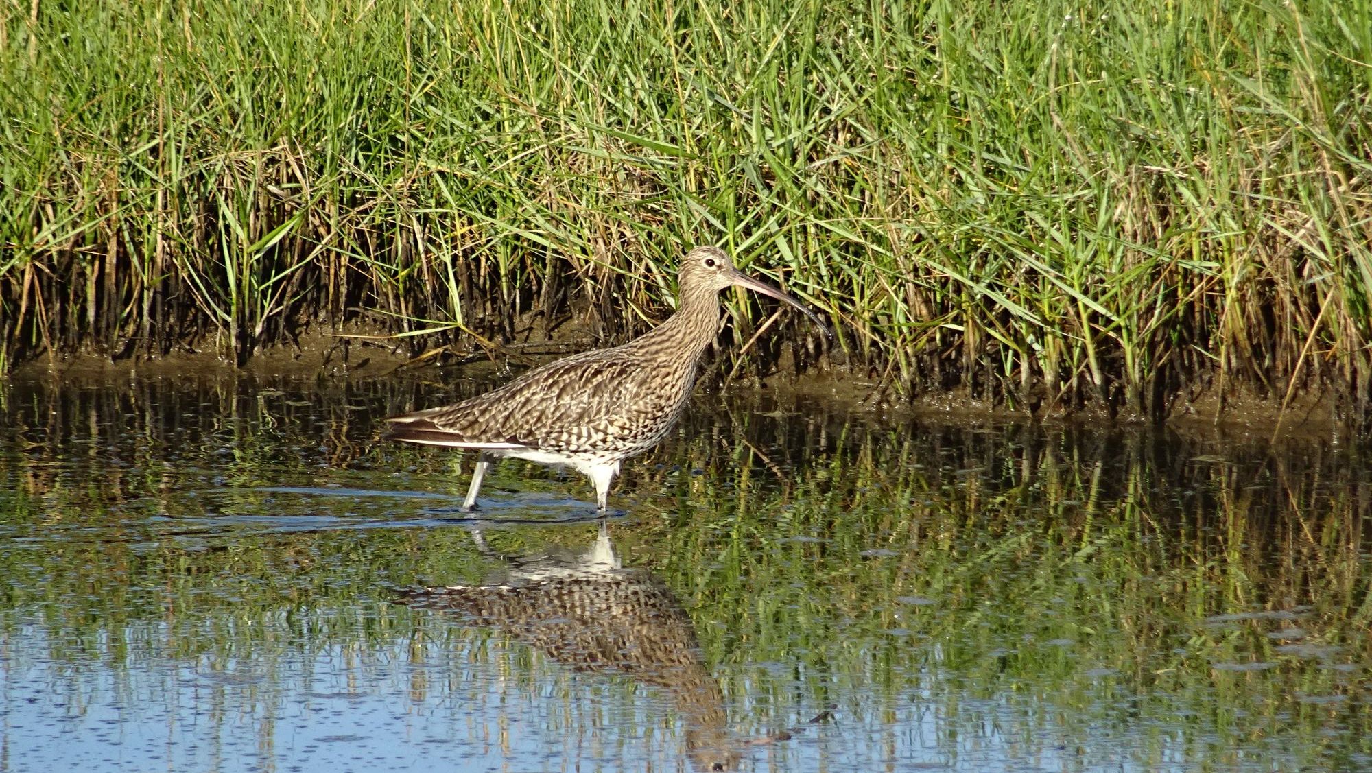 A curlew wading through a salt marsh pool in front of reeds on the Lune Estuary