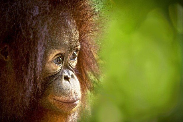 A young orangutan's face looking into the distance