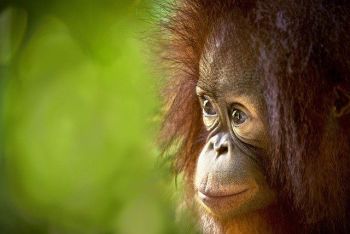 Young orangutan's face