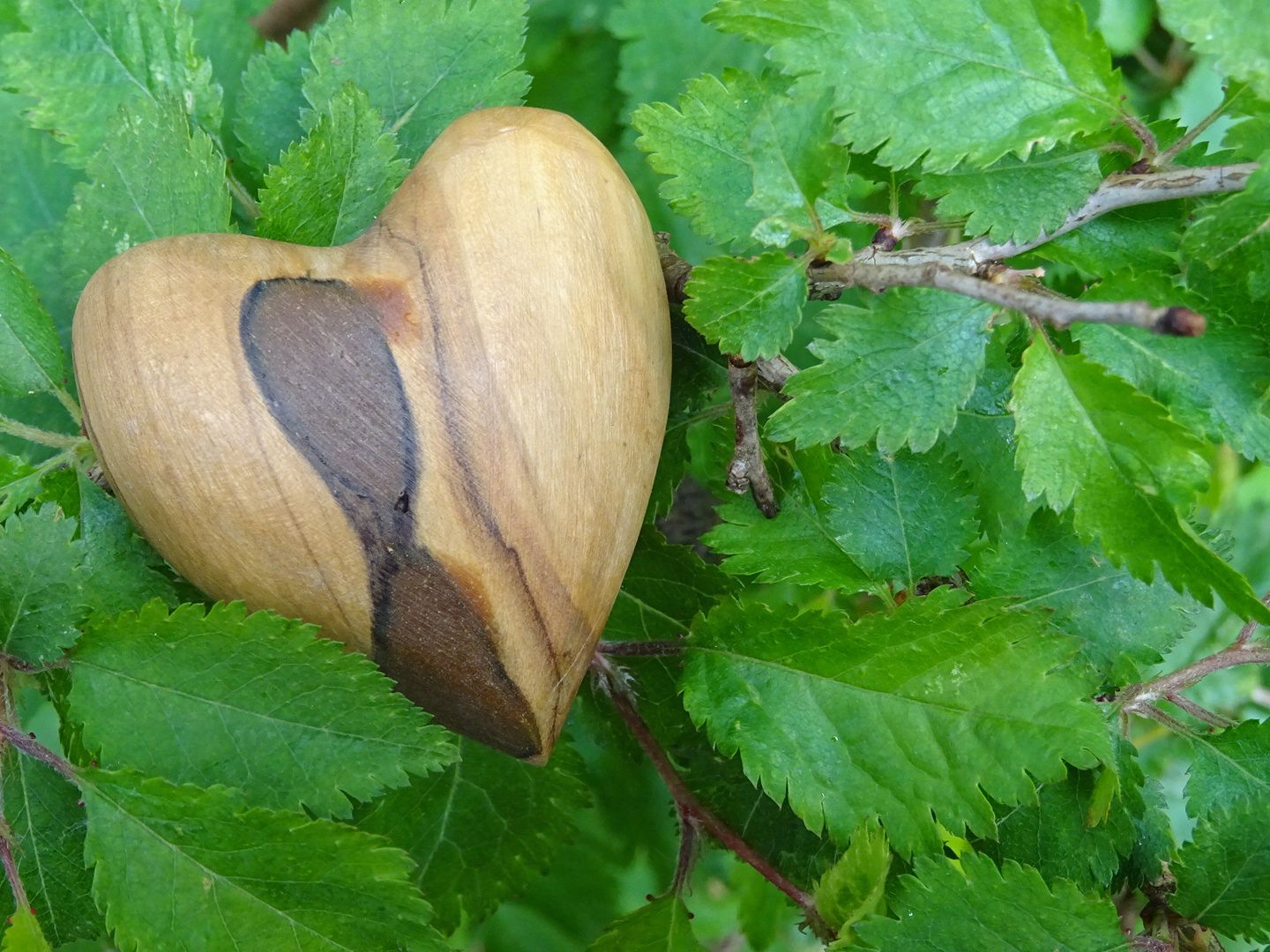 A heart made from olive wood rests on the leaves of a small tree
