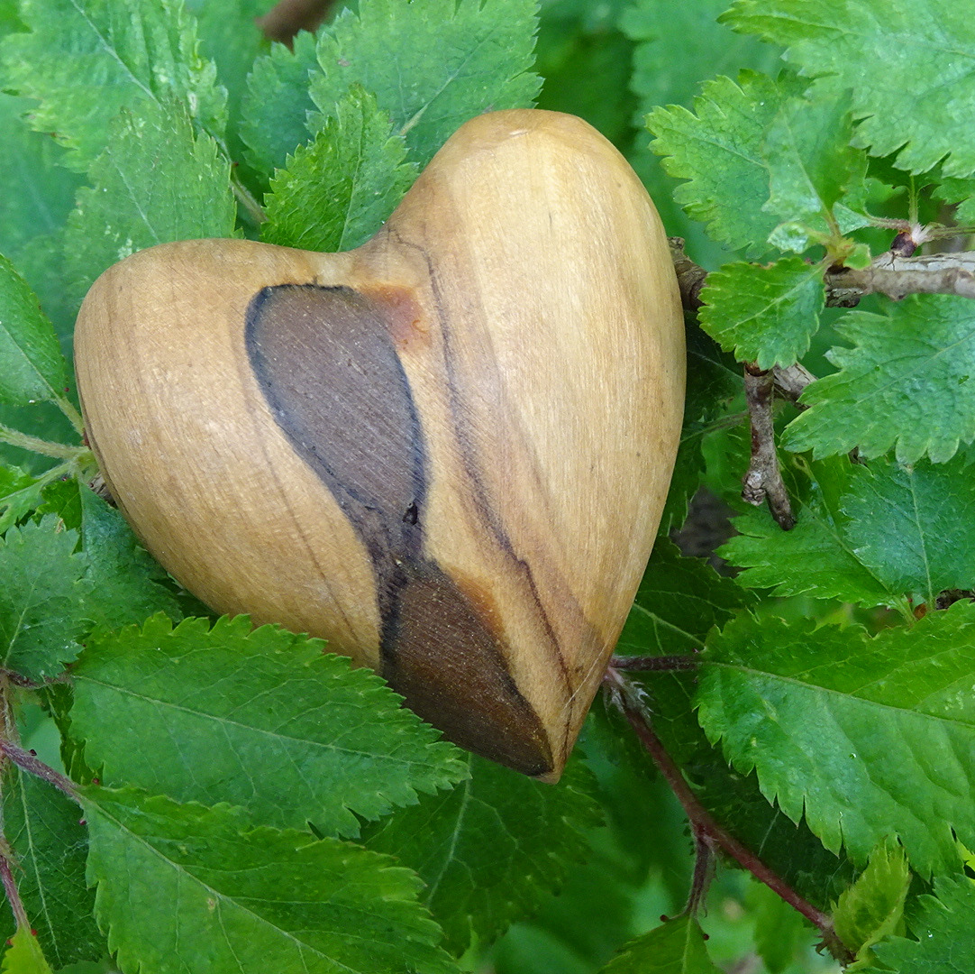 A heart made from olive wood rests on the leaves of a small tree