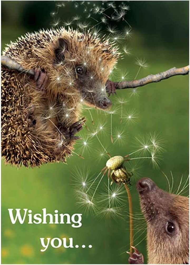 Hedgehog Wishes Birthday Card