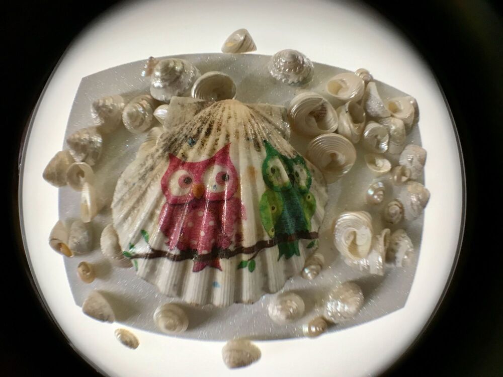 Small Scallop Shell with Pink & Green Owls on a Tree Branch