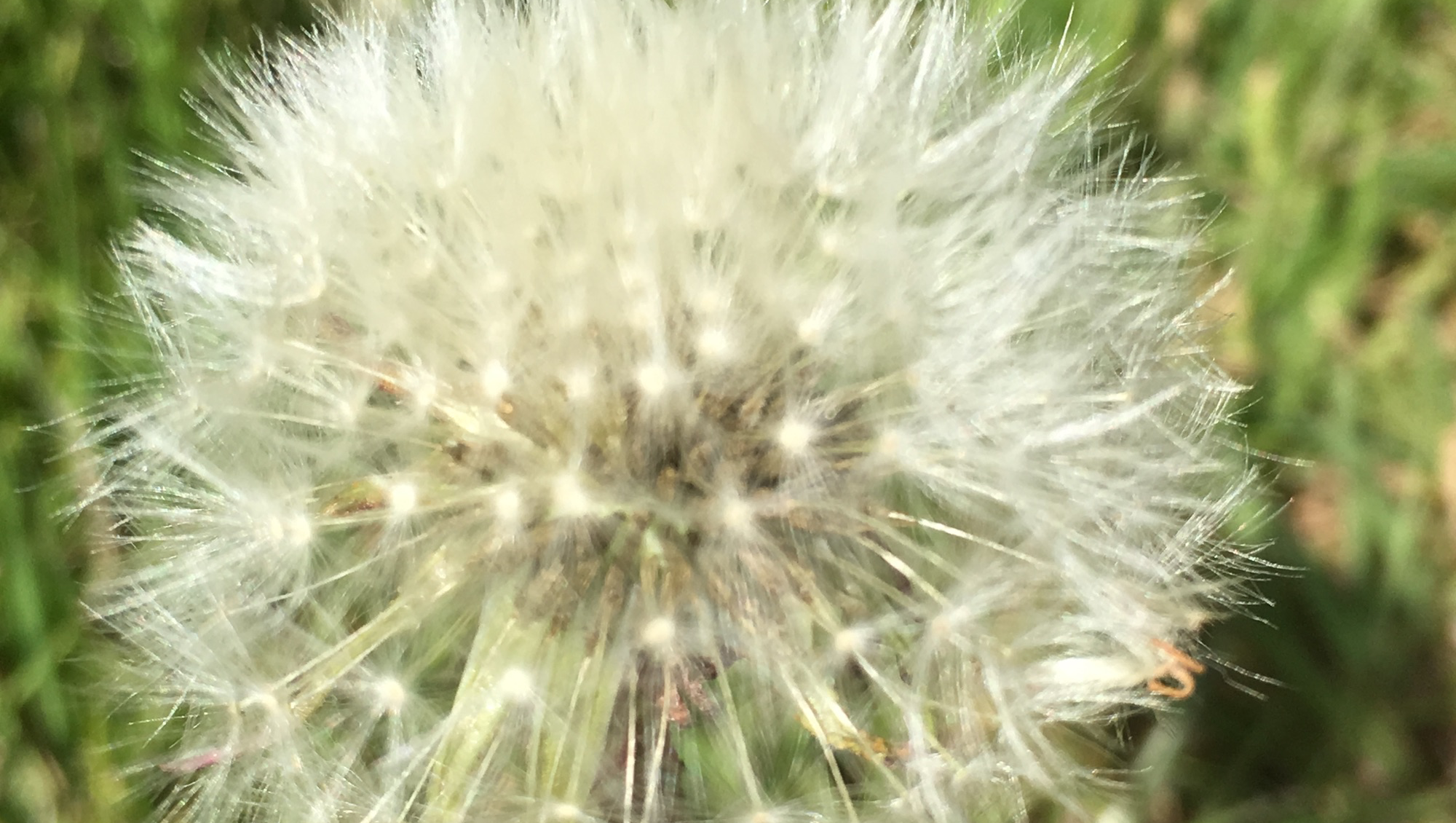 Dandelion seed flower