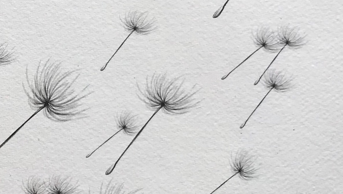 dandelion drawing