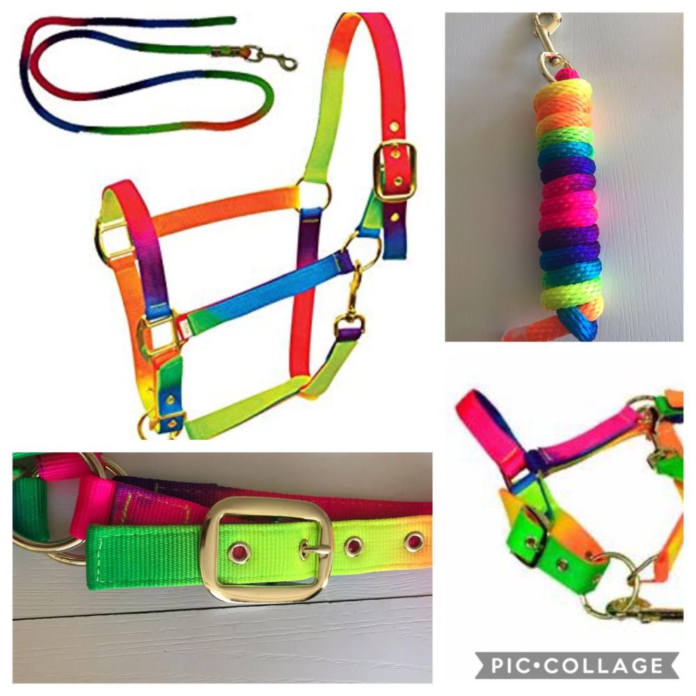 Head Collar and Lead Rope, Rainbow
