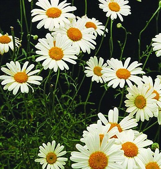 Chrysanthemum Pyrethrum is used in Natural Organic Pesticides