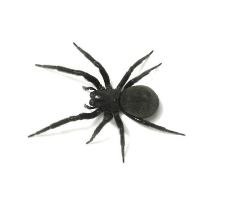 Black House Spider Pest Control Kwinana