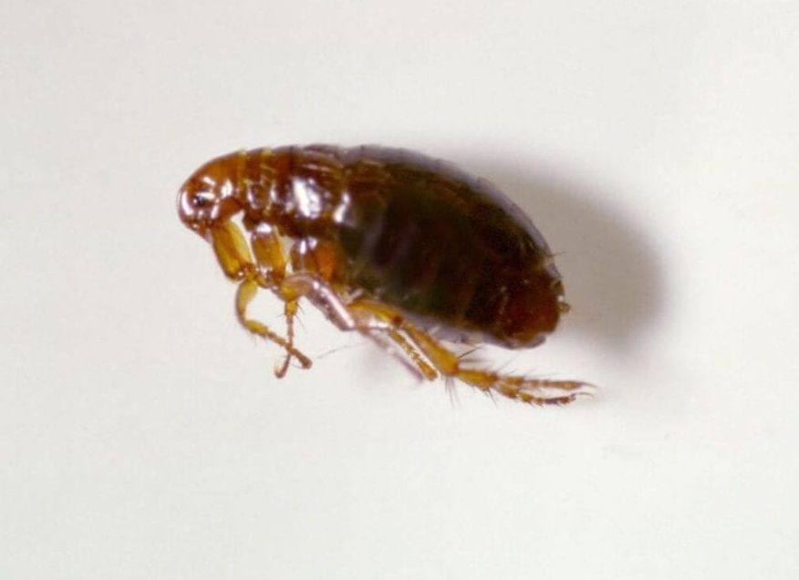 Flea Pest Control Mandurah