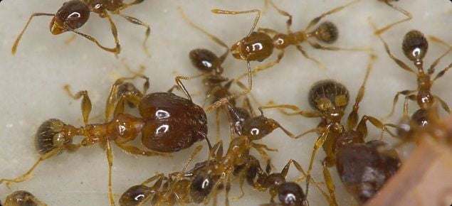 Ant Pest Control