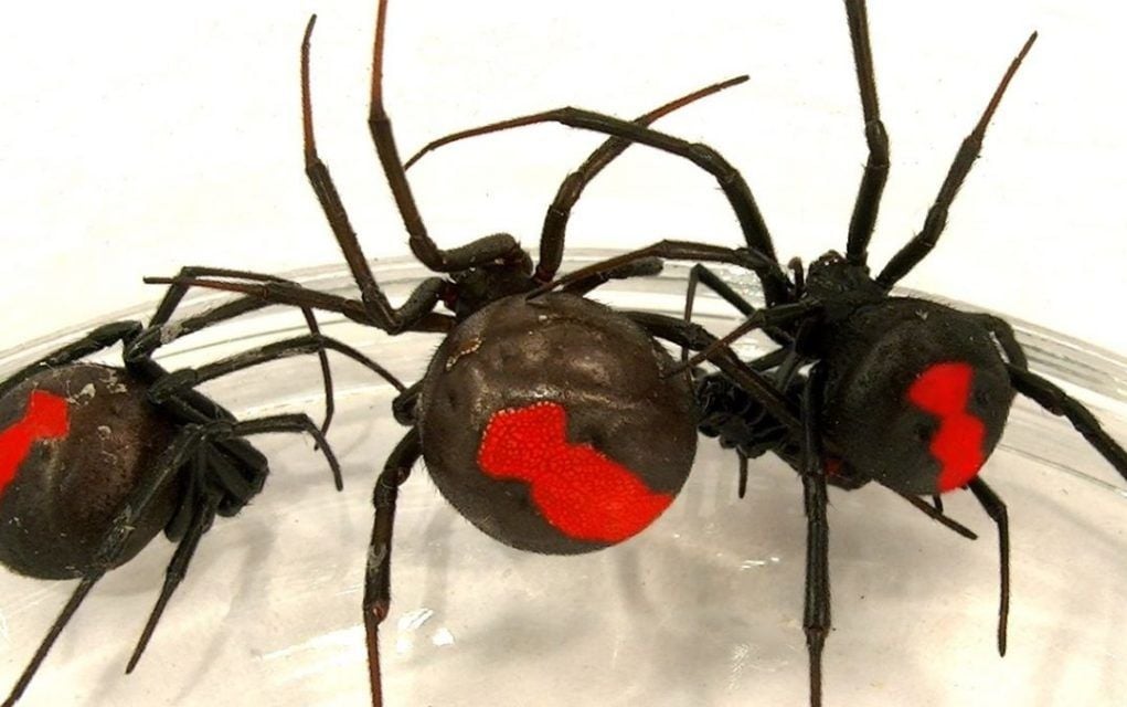 Red Back Spider Pest Control Rockingham