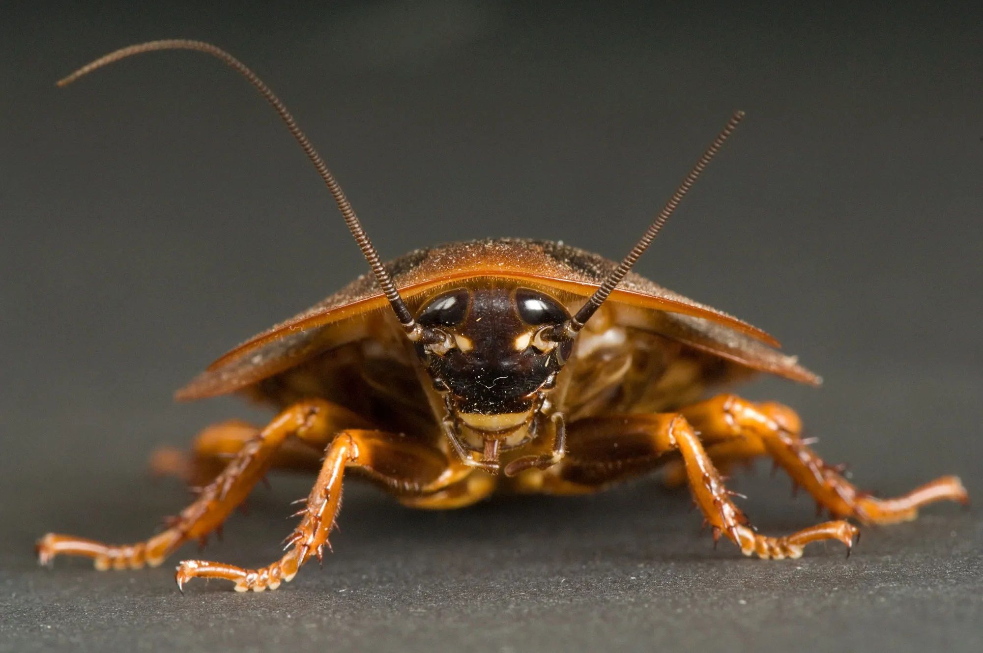 Cockroach Pest Control