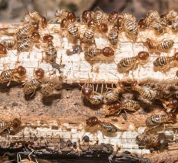 Termite Treatment and Control Rockingham
