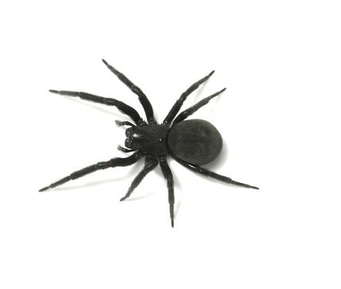 Black House Spider Pest Control Bunbury