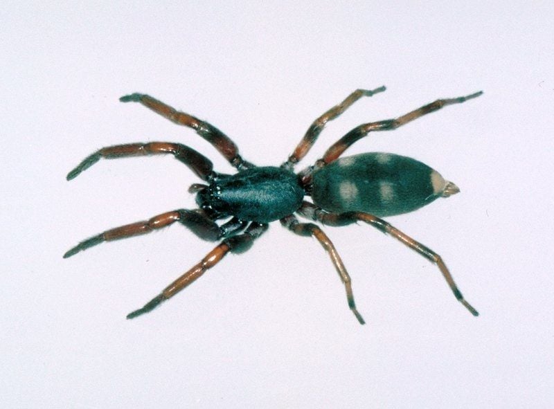 Whitetail Spider Pest Control Bunbury