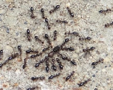 Ant Treatment and Control in Perth, Rockingham, Mandurah and Bunbury