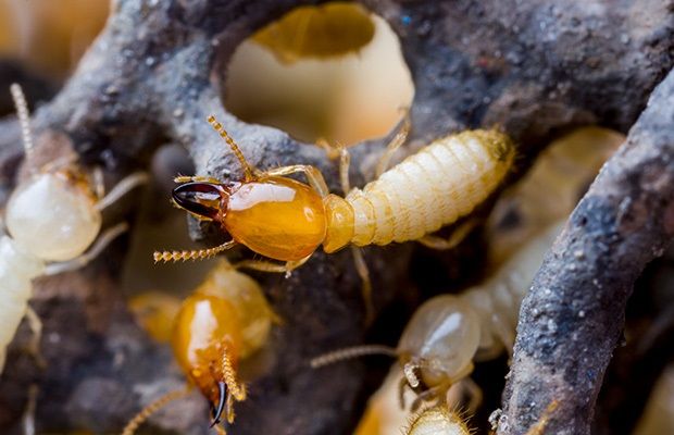 Termite Pest Control Mandurah