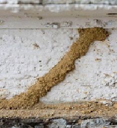Termite Warranty in Western Australia